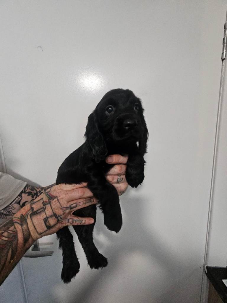 Ready to go on sunday, Cocker Spaniels. 3 girls.