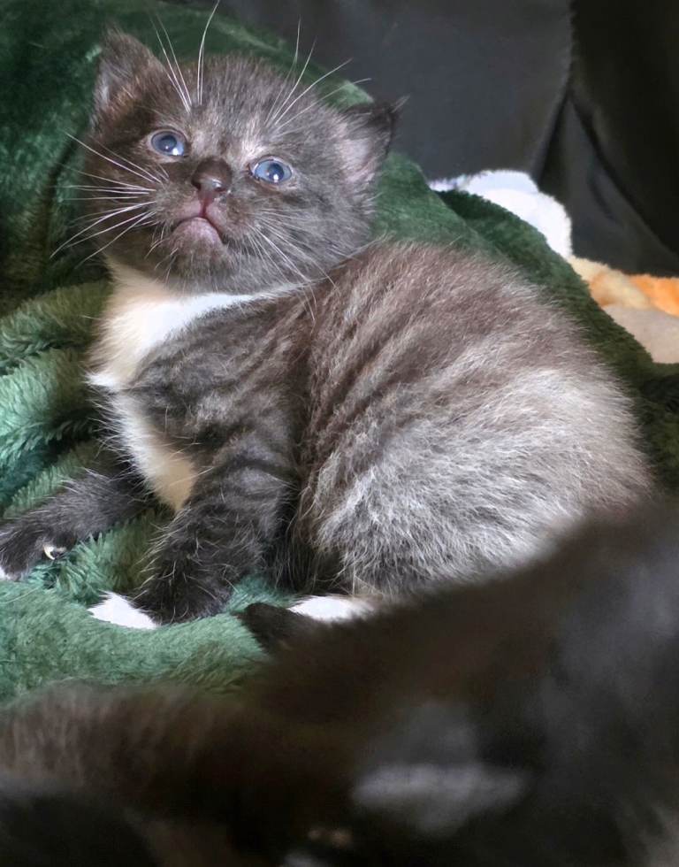 2 beautiful Bengal X BSH kittens 