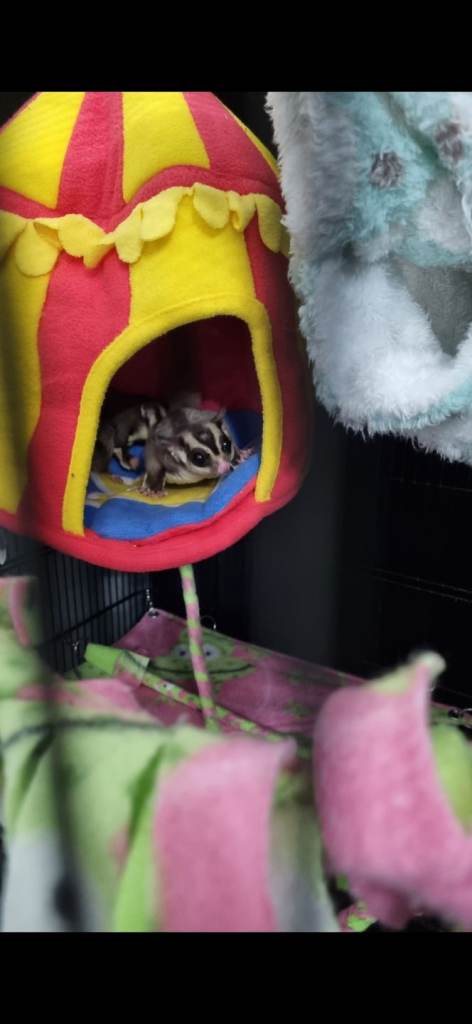 Sugar gliders