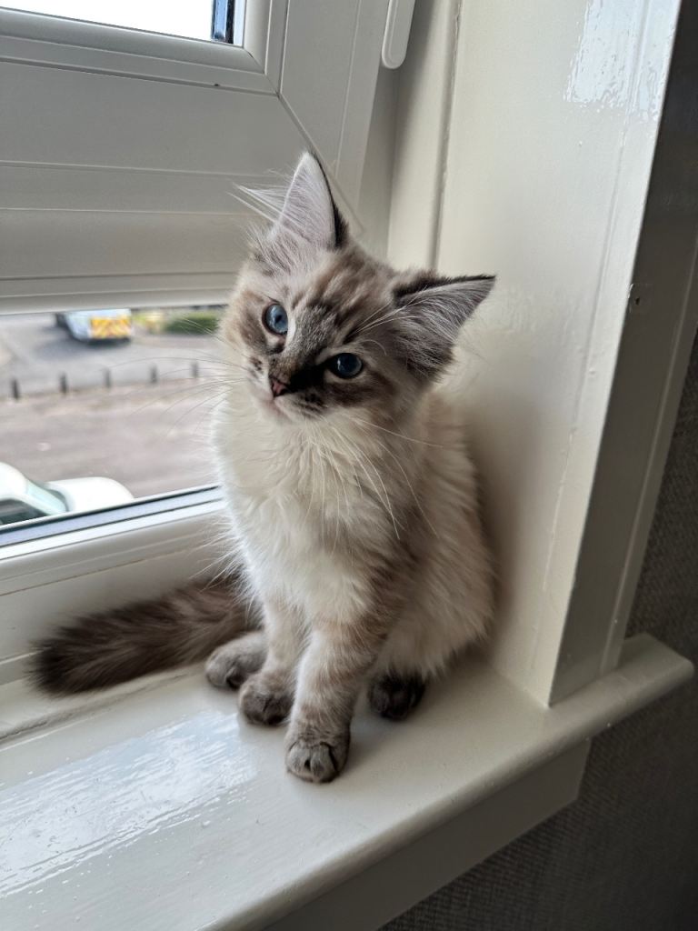 Ragdoll X Lynx Kittens