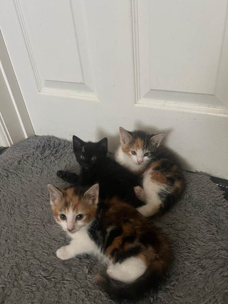 Adorable Kittens