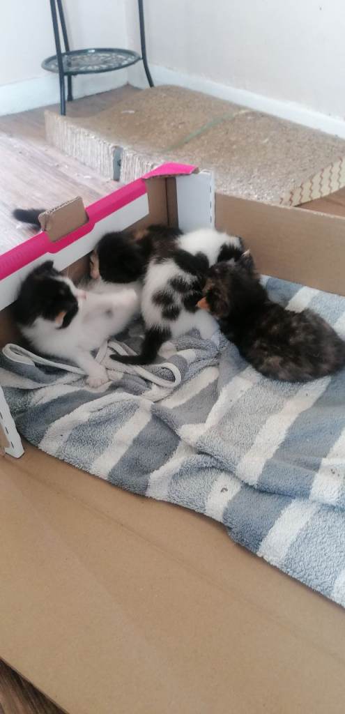 Kittens