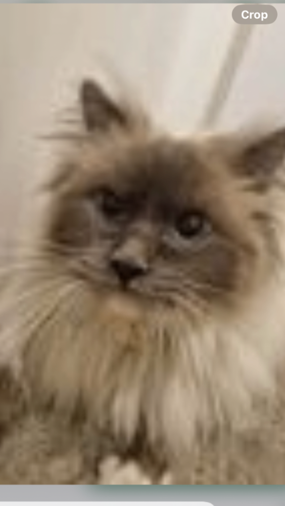 Ragdoll male 3 year old neutered 