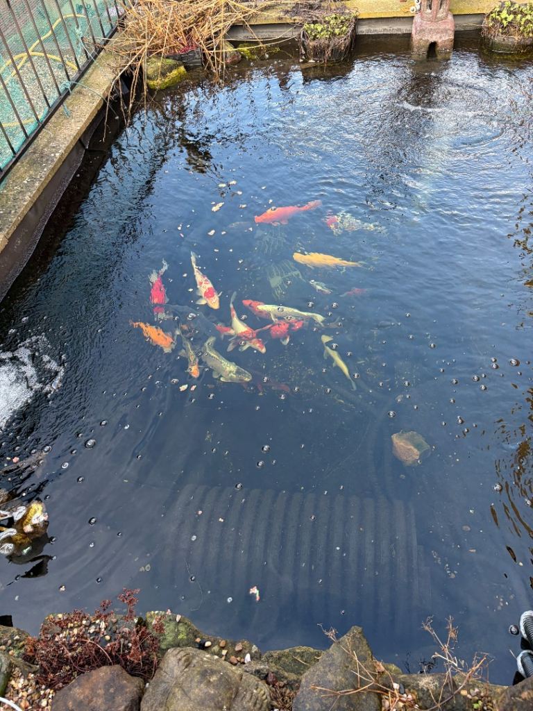 Full pond set up £2000