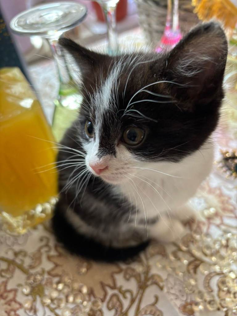 Kitten for sale