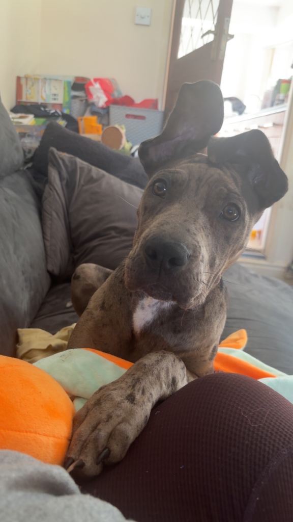 Shar pei x mastiff urgent rehome