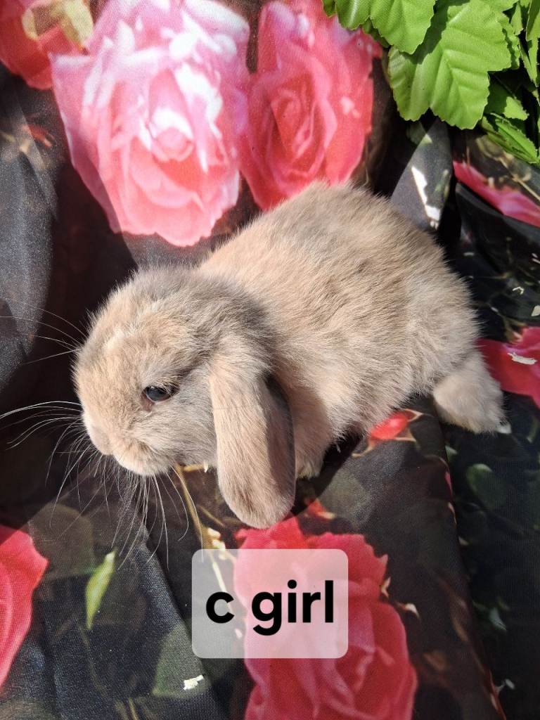 Mini lop rabbits