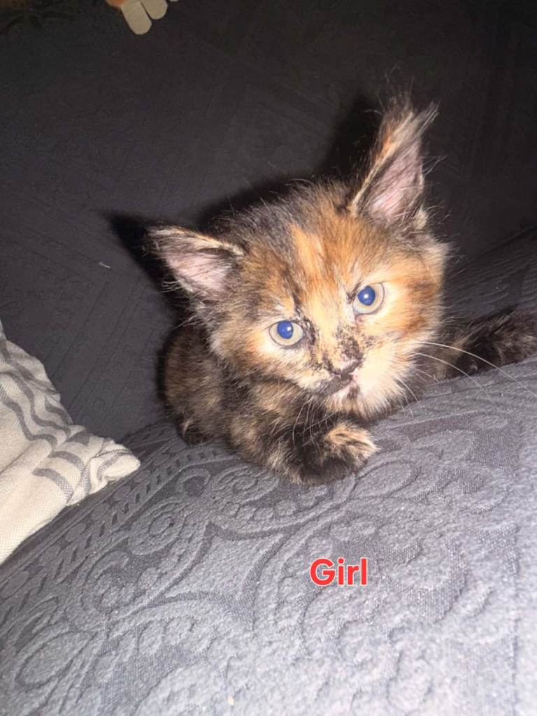 3 Lovely Kittens ready for new homes🐱 