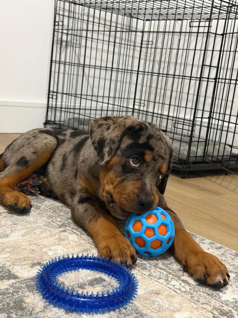 Rottweiler cross american bully 