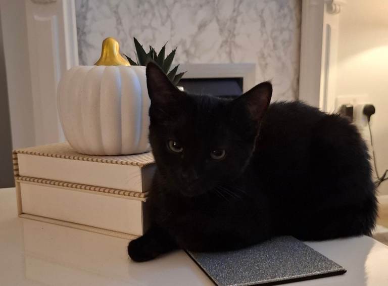 This cutie needs a home.