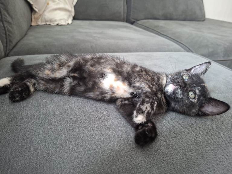 2 FEMALE KITTENS LEFT🐾