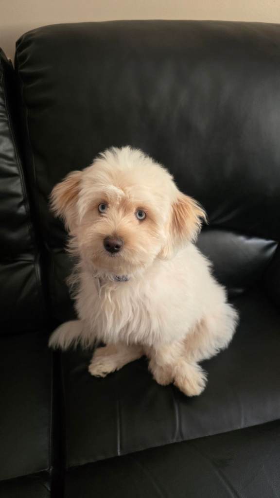 Female puppy 