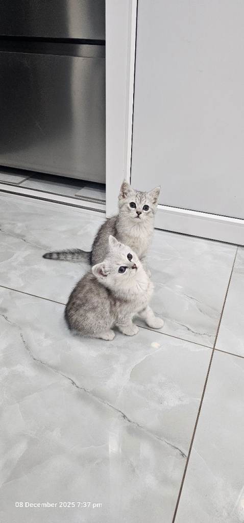 kittens 2 girl available for new house 