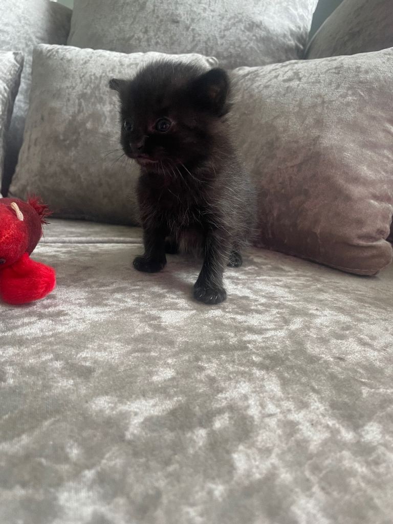 Cutest ragdoll boy kitten 