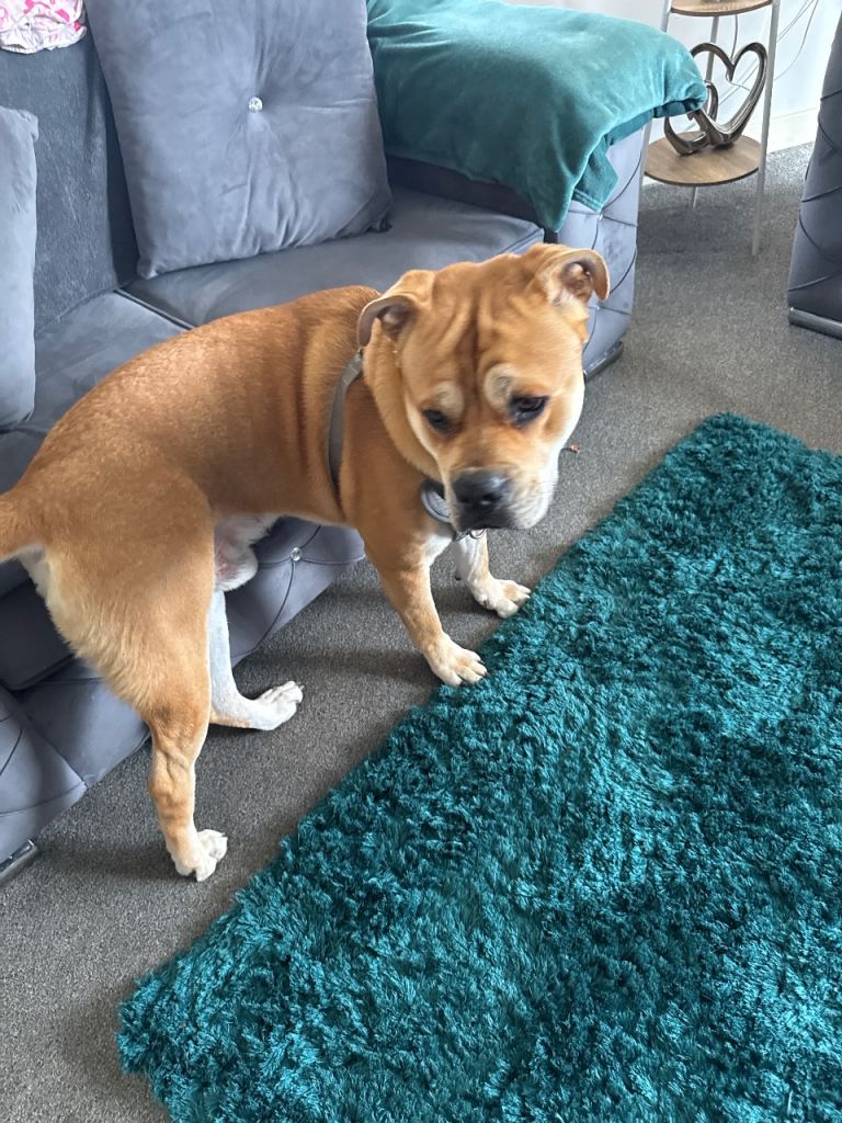 Akita x 