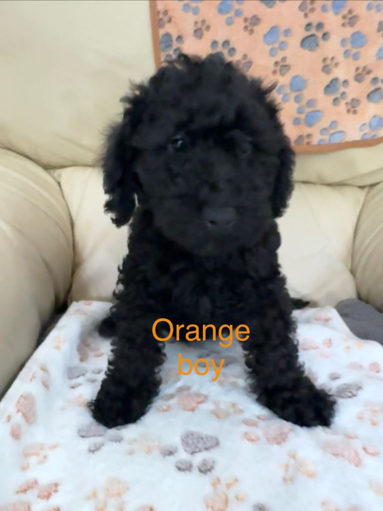 I’m looking for my forever home (Boy)