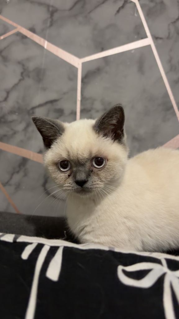 2 Adorable Seal Point BSH male Kittens – Looking for a LOVING Home