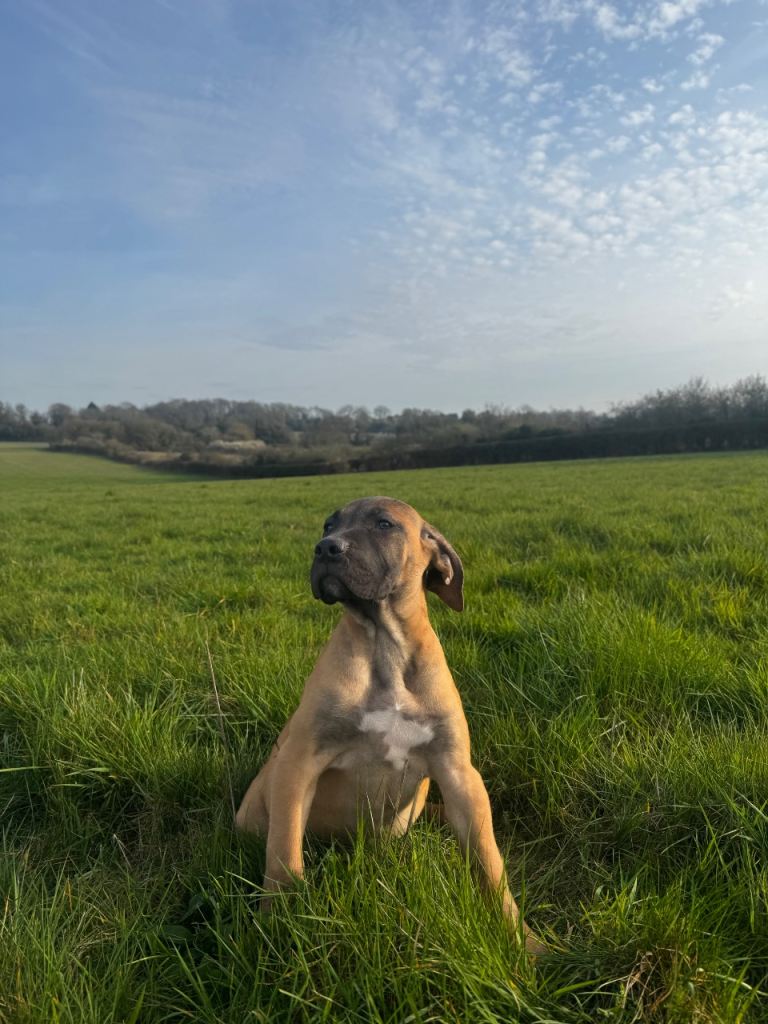 Romanian Brown Fawn Cane Corso
