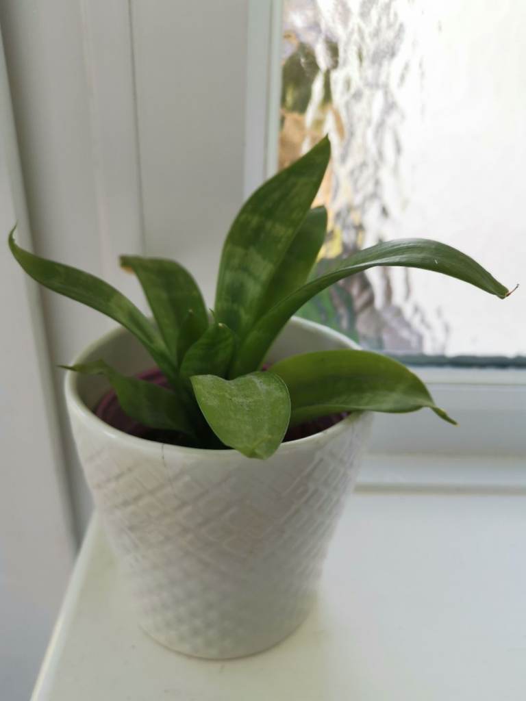 Small Snake plant with pot 