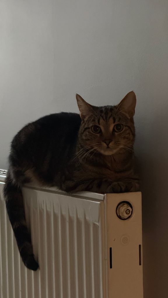 Adorable cat looking for a new home 