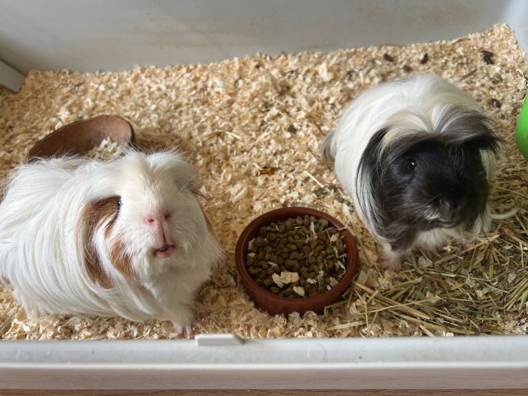 Two long haired guinea pigs and cage