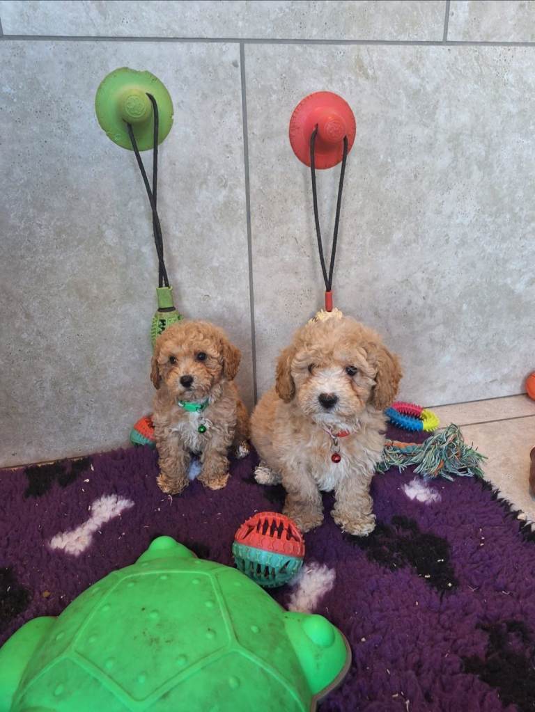 Poochon puppies