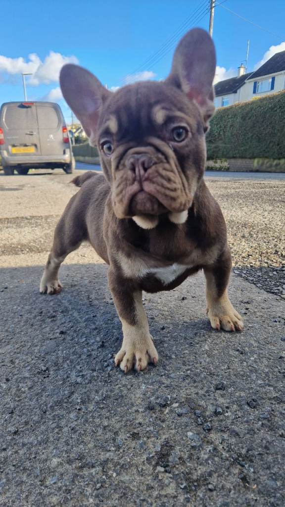 Frenchbulldogs