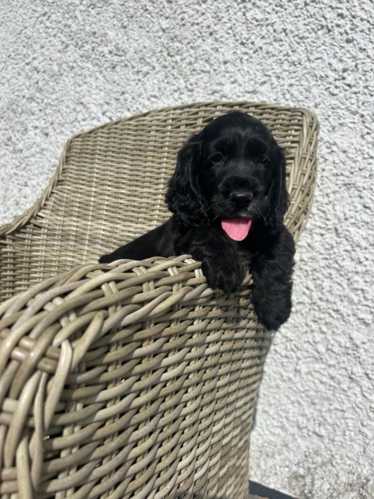 KC Registered Cocker Spaniel Puppies 