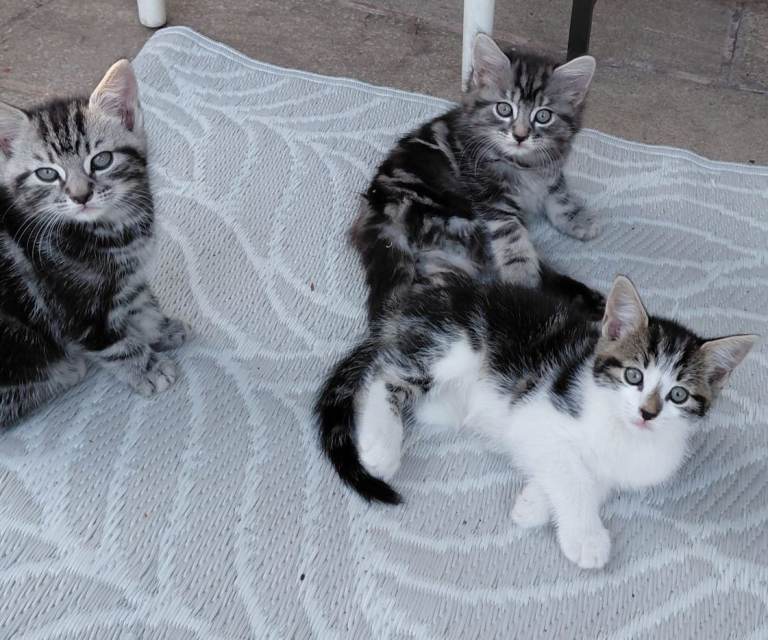 Kittens 