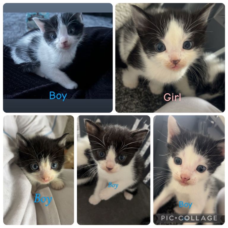 British shorthair Kittens 