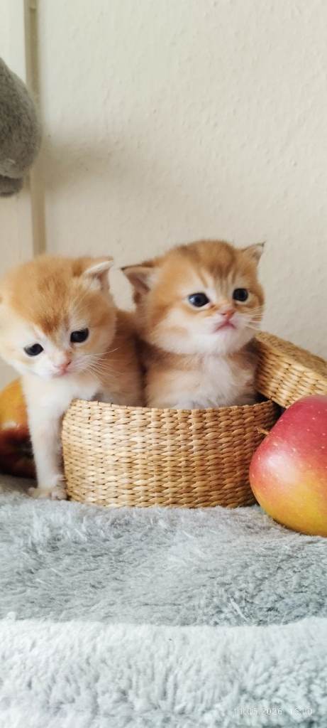 Beautiful Golden kittens