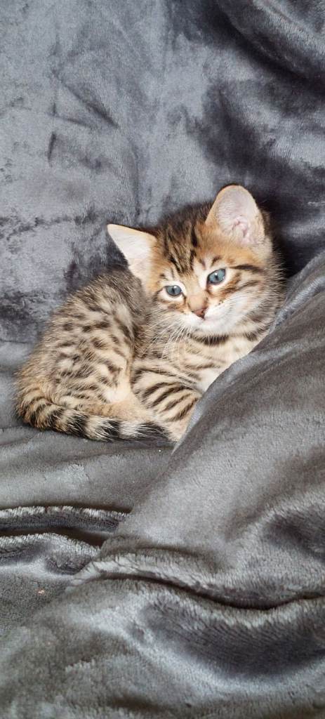 3/4 Bengal kittens