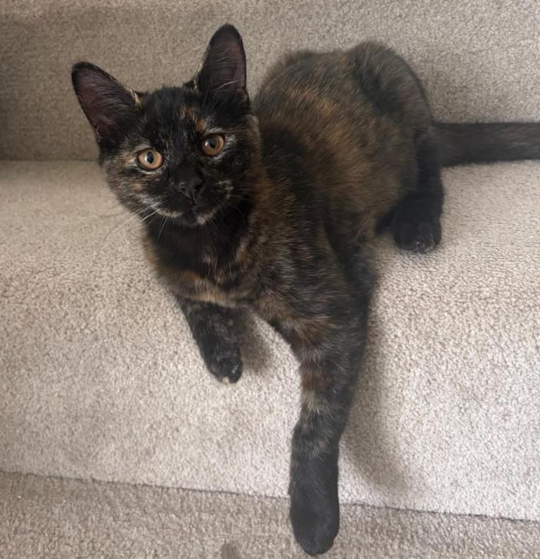 Kitten 