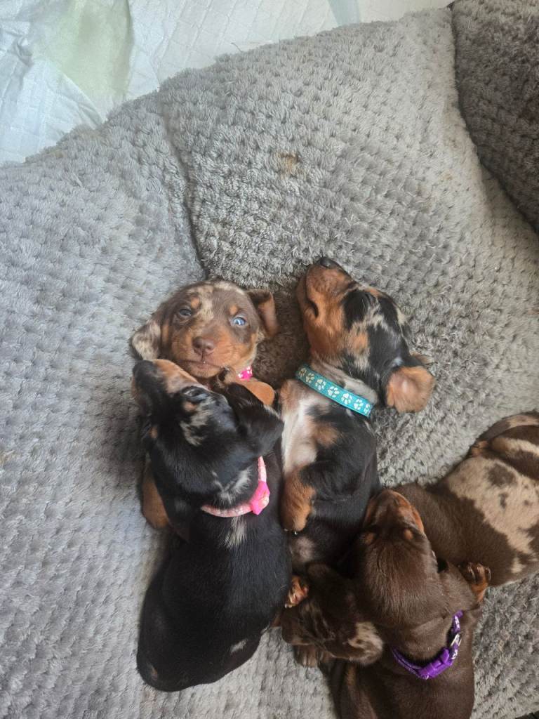 5 mini daushund puppys