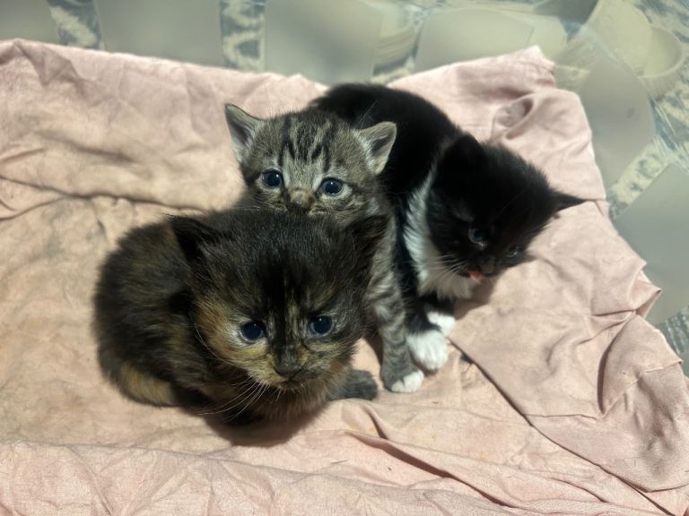 3 Beautiful Baby kittens