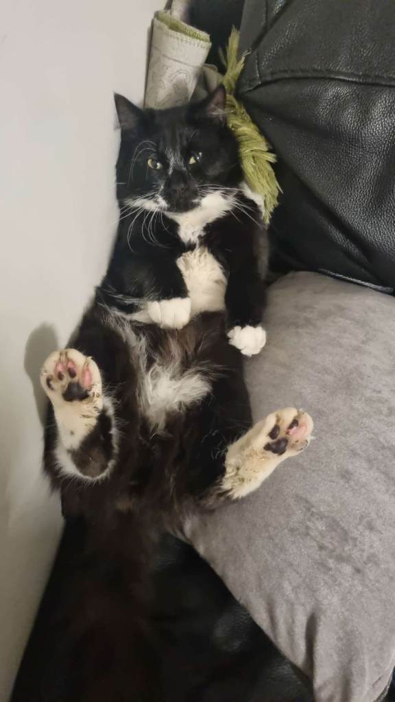 Tuxedo cat.