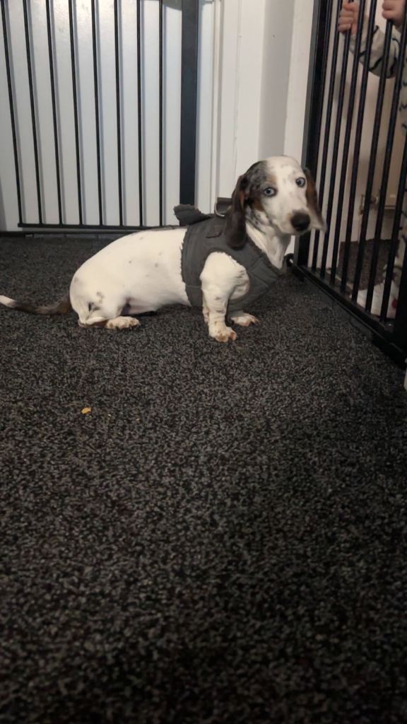 Dachshund 