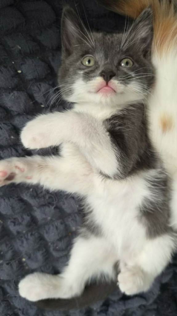 Male Ragdoll cross kitten for sale (in description)