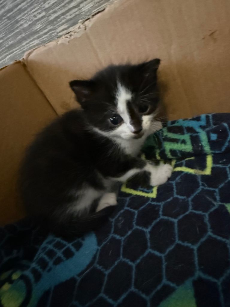 6 little kittens 