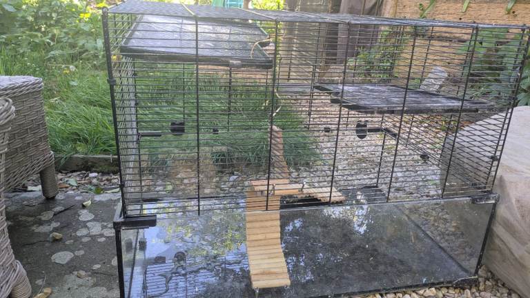 Gerbil, Hamster, cage