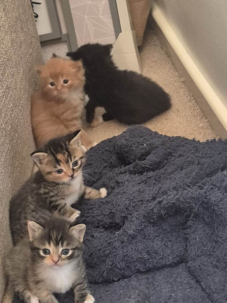 Kittens for sale 
