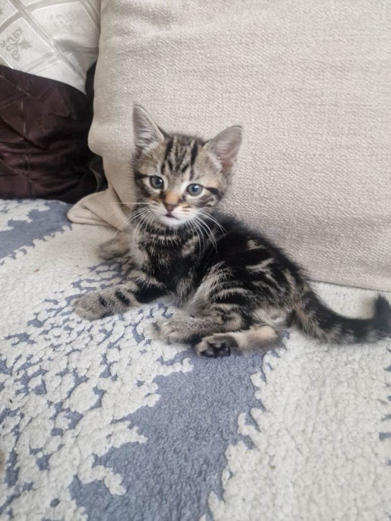 4 Beautiful Domestic Shorthair Kittens