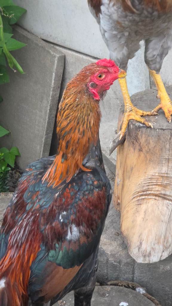 Chicken