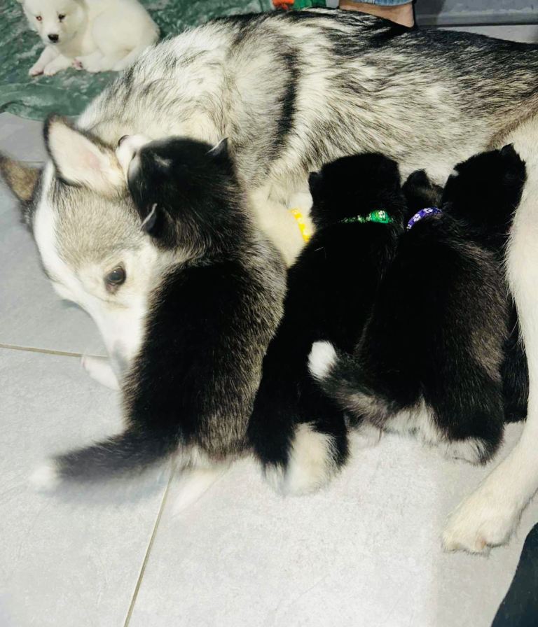 Pomsky puppy f4 last girl 