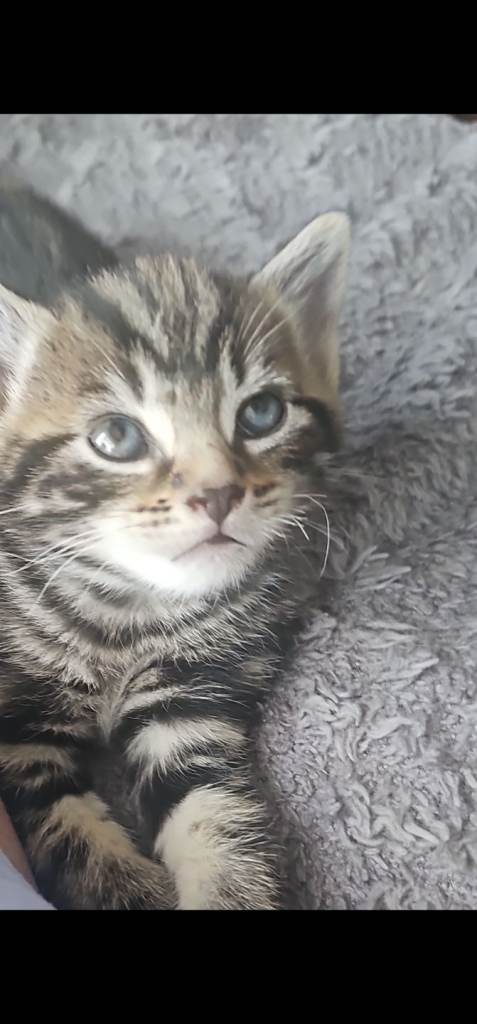 Kittens