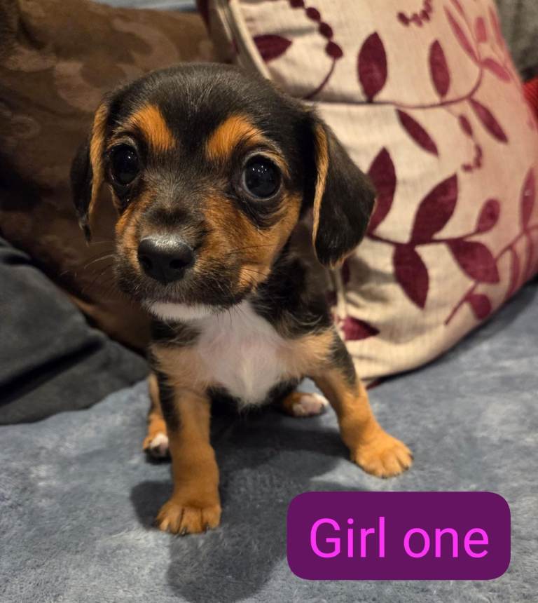 Stunning pups for sale