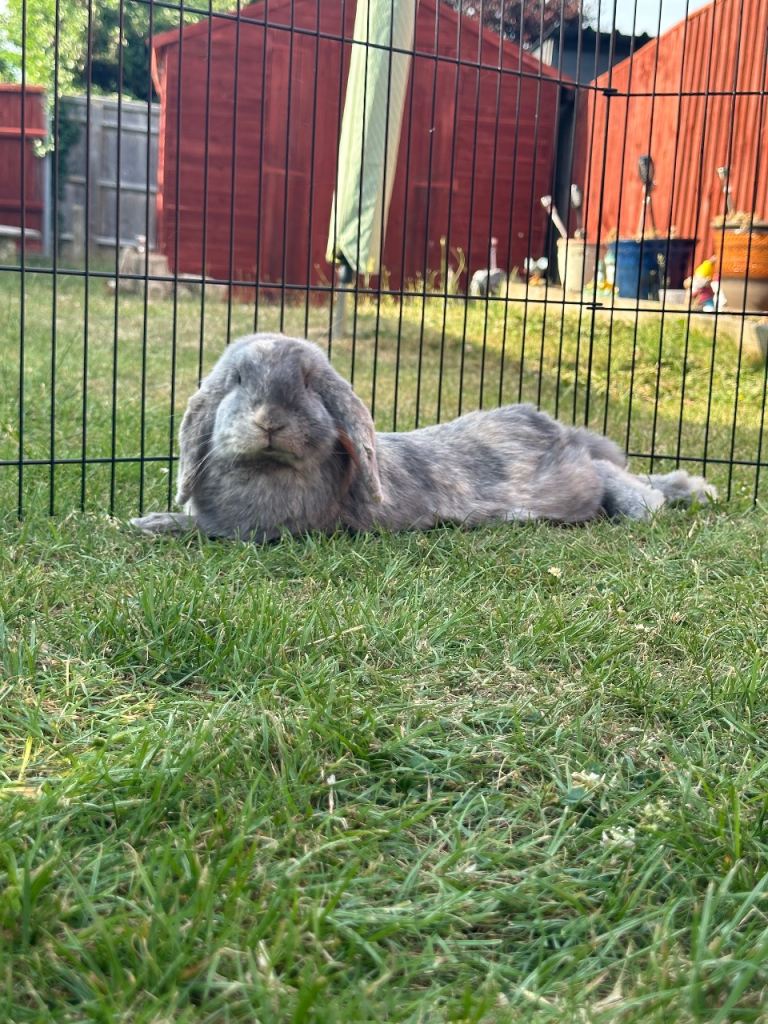 Mini lop Rabbit