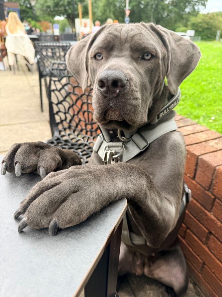 11 months old female cane corso Zulu needs a loving home