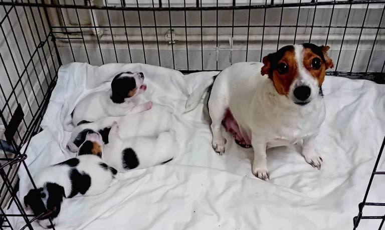 Jack russell puppies tri colour 