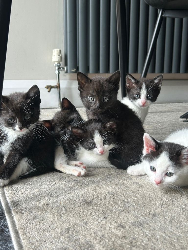 Cats availabe 